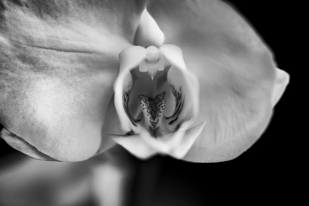 être créatif, photo en noir et blanc, Orchidée Phalaenopsis ou Orchidée papillon © aprealmedia