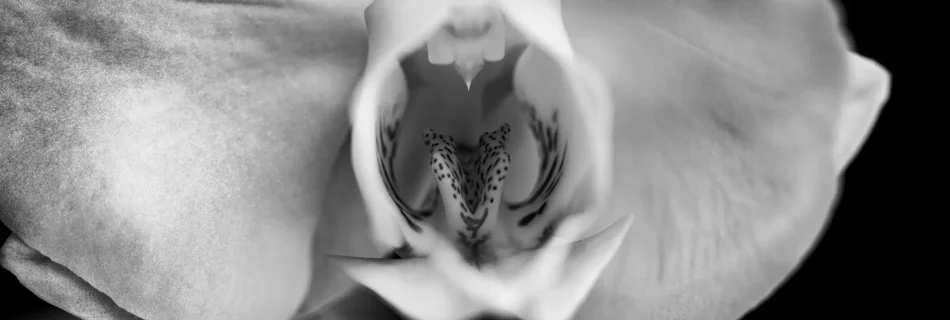 être créatif, photo en noir et blanc, Orchidée Phalaenopsis ou Orchidée papillon © aprealmedia